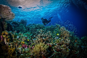 The perfect reef to me. Teeming with life and color in th... by Steven Miller 